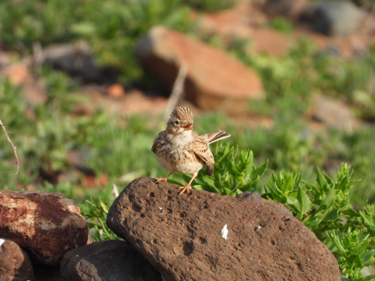 Stummellerche - ML650143782