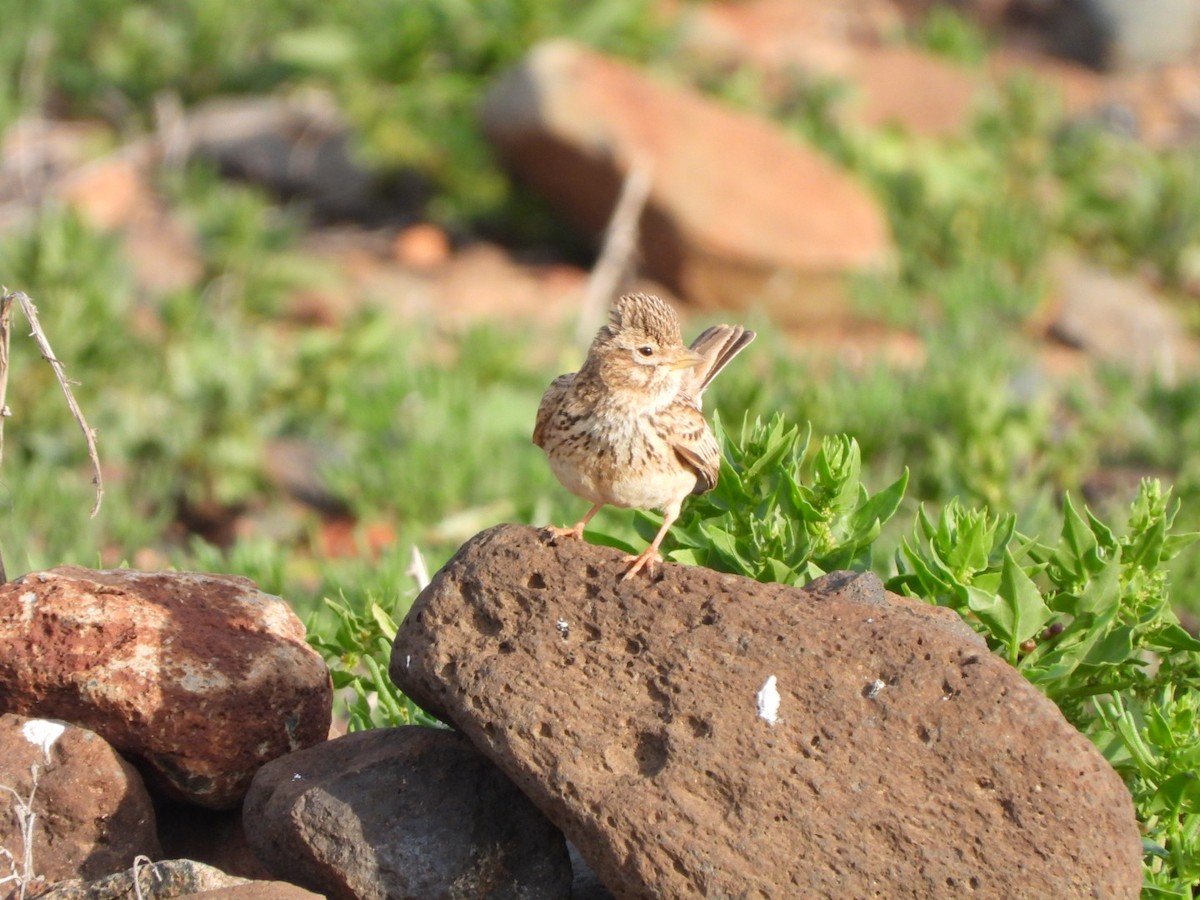 Stummellerche - ML650143783