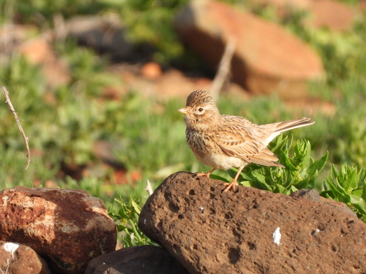 Stummellerche - ML650143784