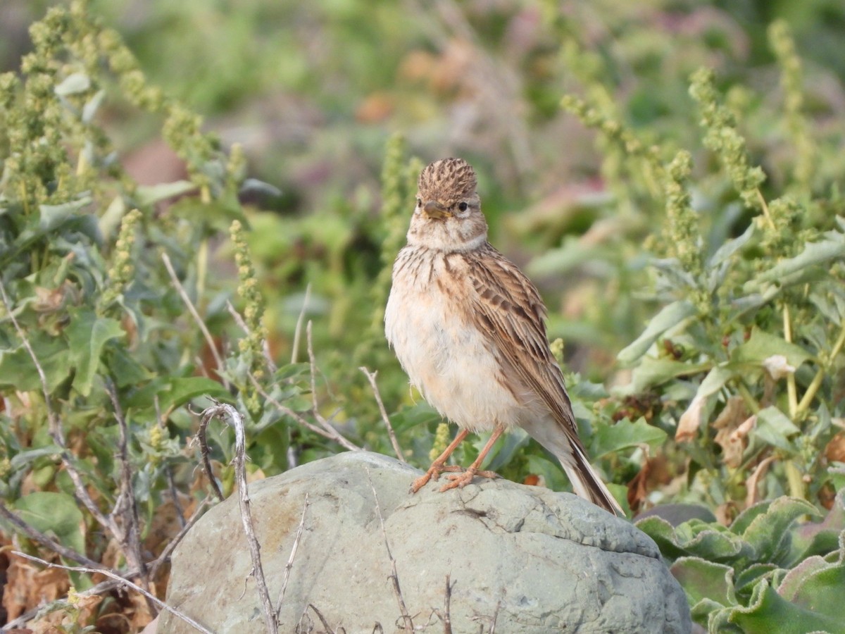 Stummellerche - ML650143785