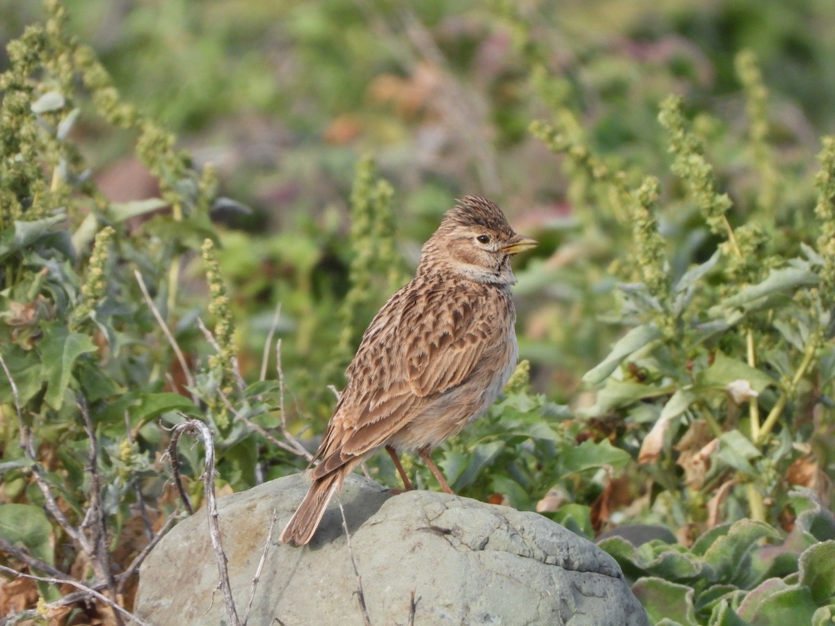 Stummellerche - ML650143786