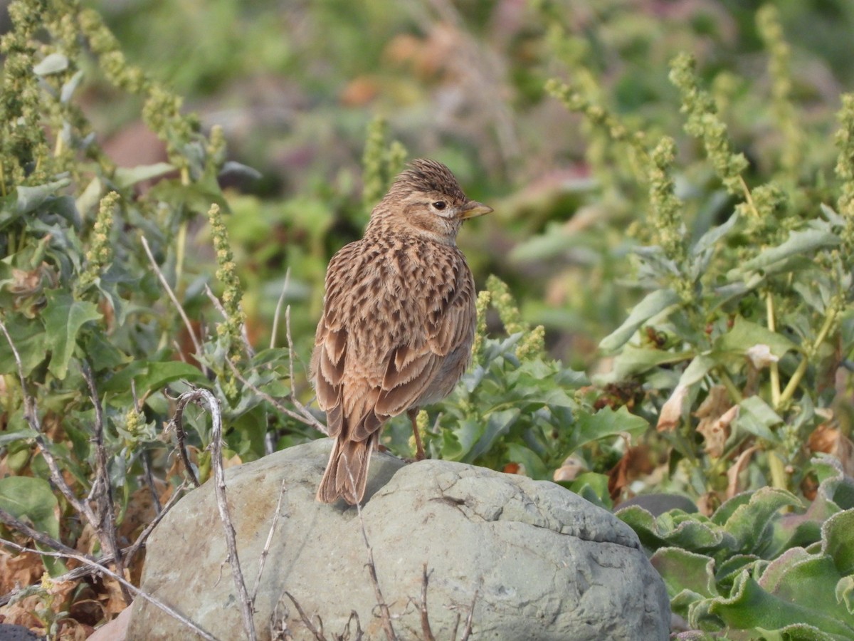 Stummellerche - ML650143787