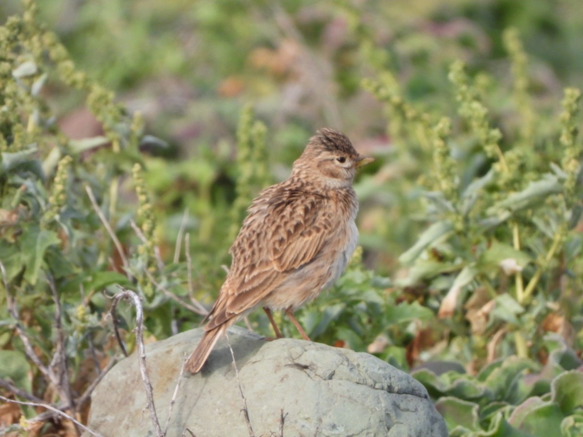 Stummellerche - ML650143788