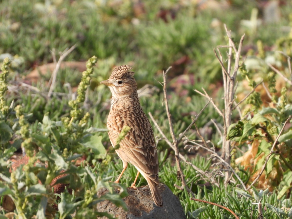 Stummellerche - ML650143789