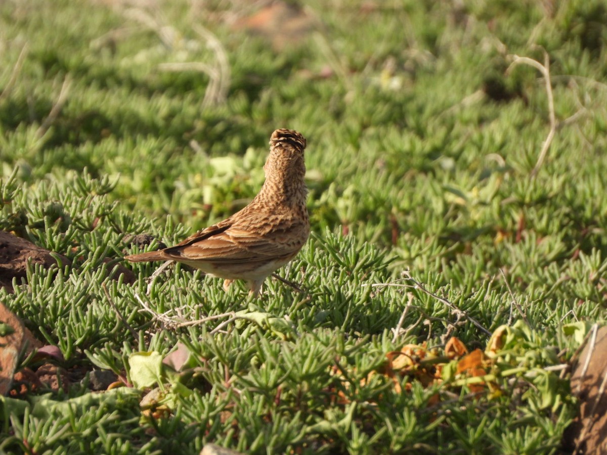 Stummellerche - ML650143790