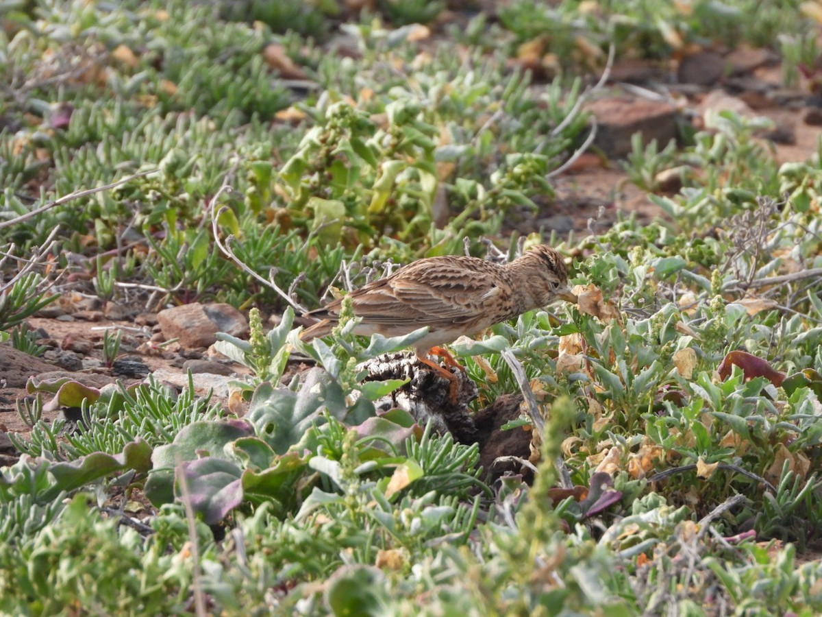 Stummellerche - ML650143791