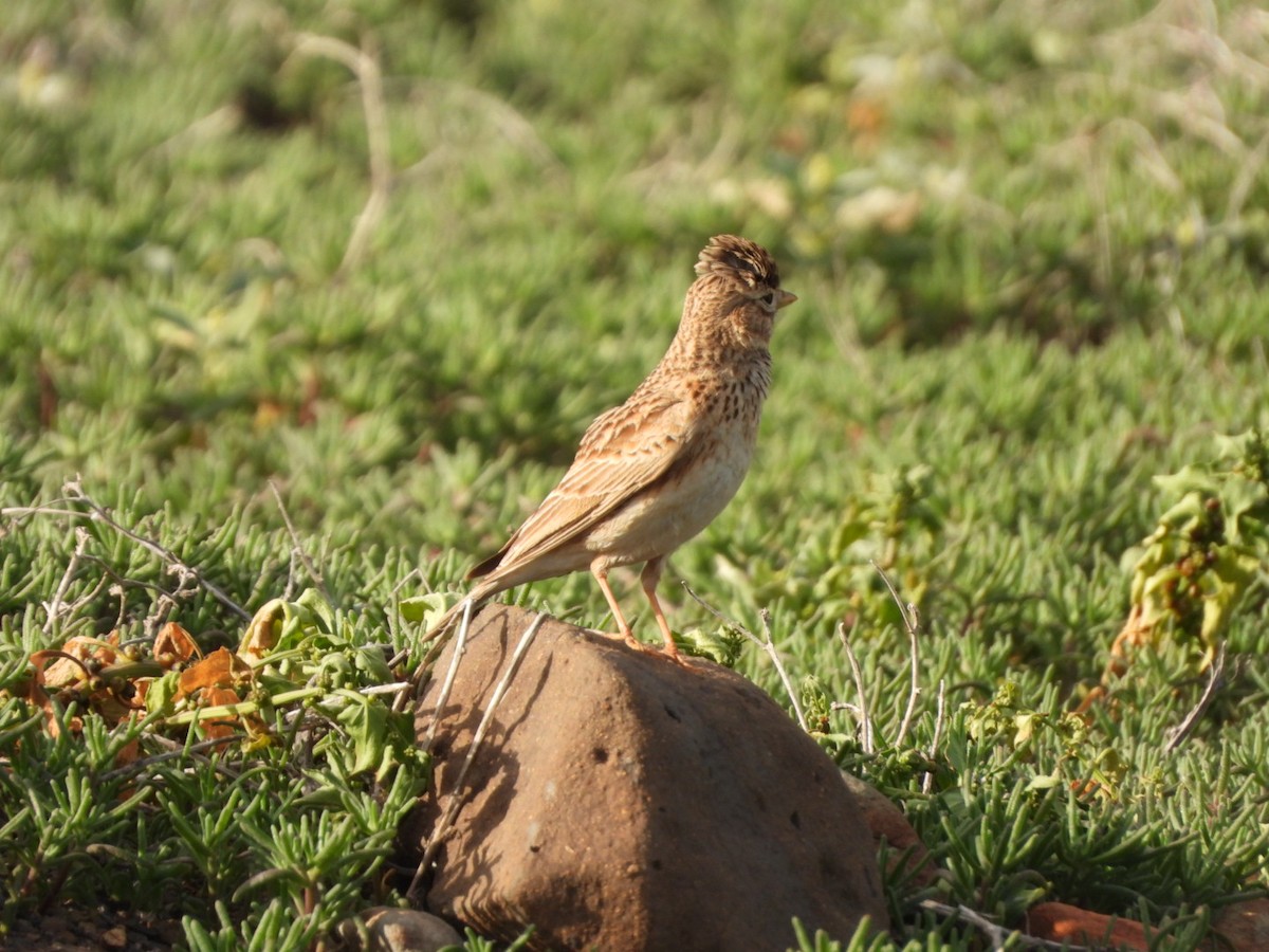 Stummellerche - ML650143792