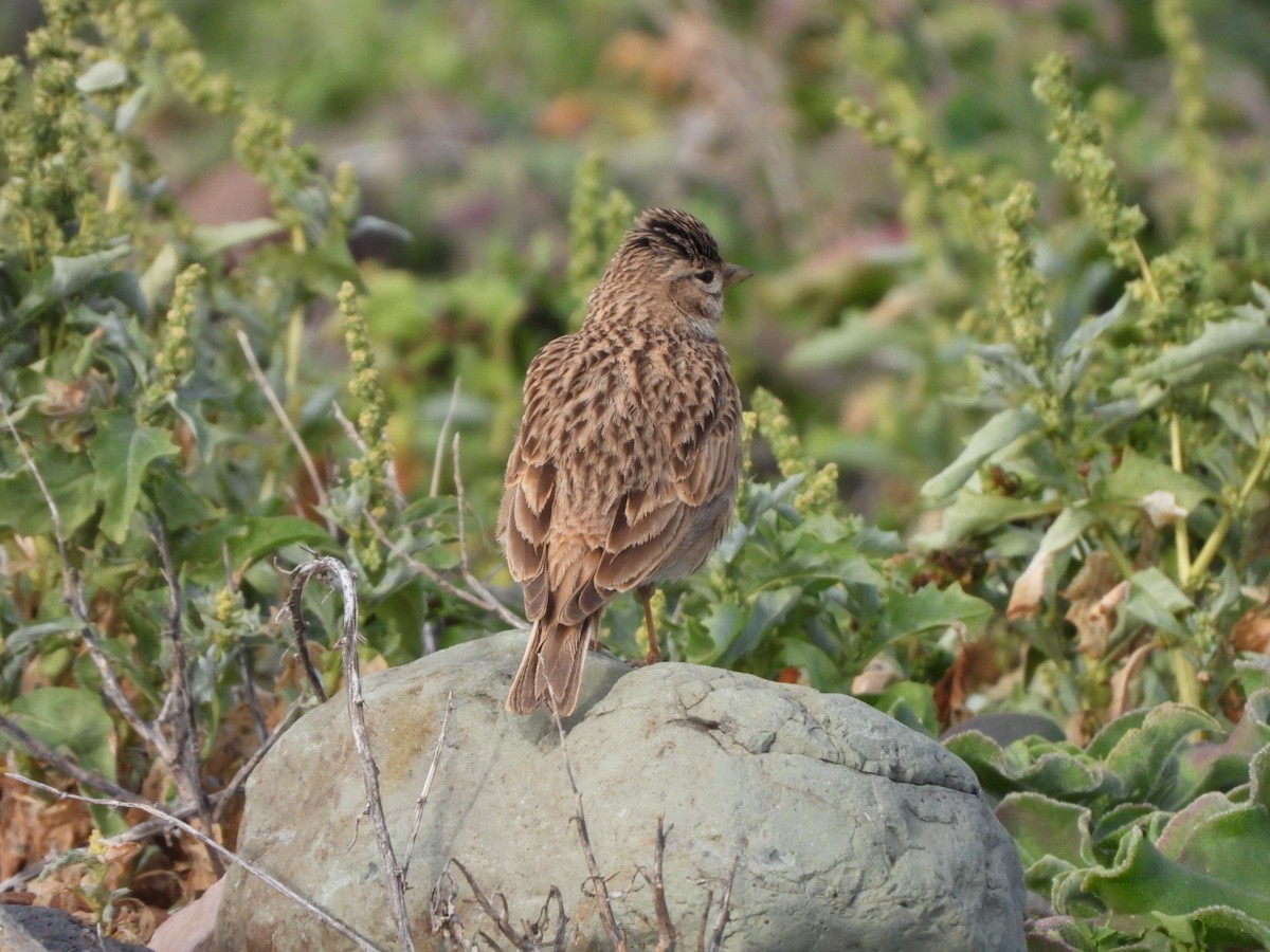 Stummellerche - ML650143793