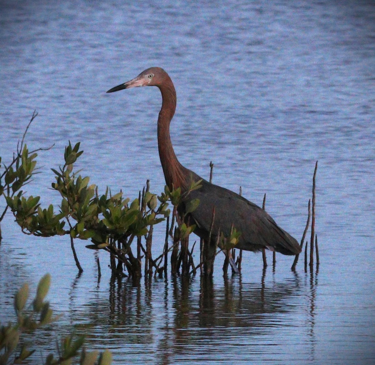 dansehegre - ML650143904