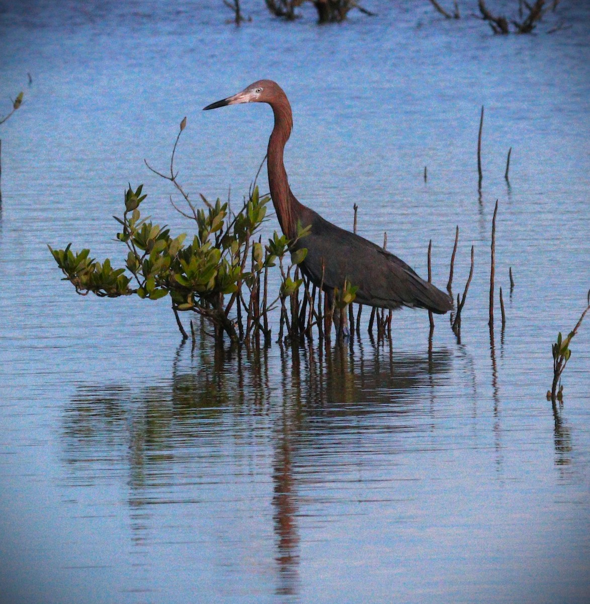 dansehegre - ML650143925