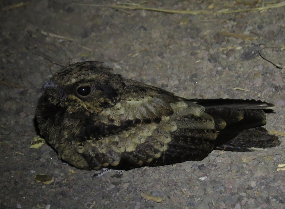 Engoulevent des Célèbes - ML650144048