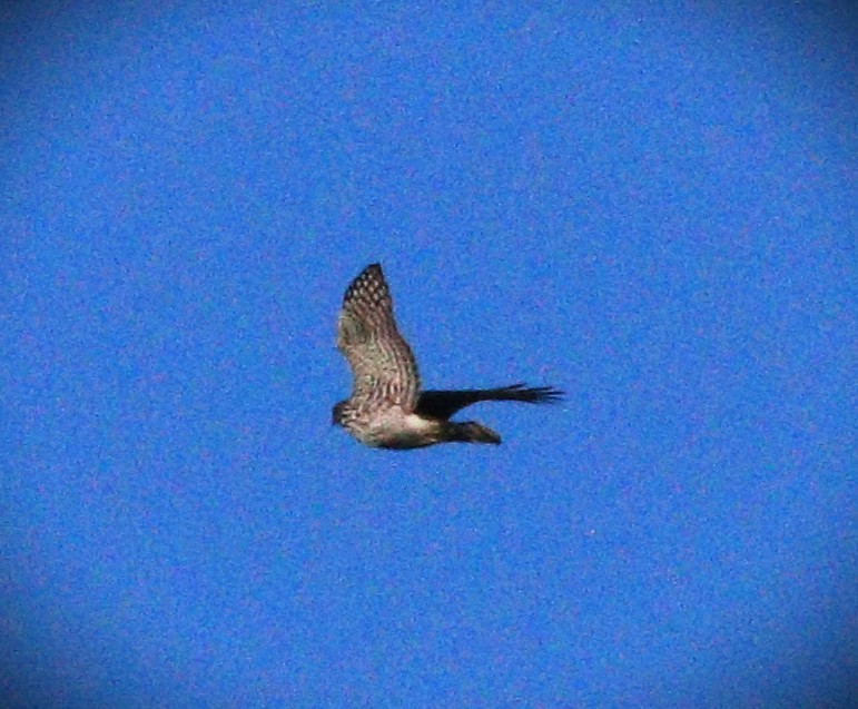 trostehauk - ML650144123