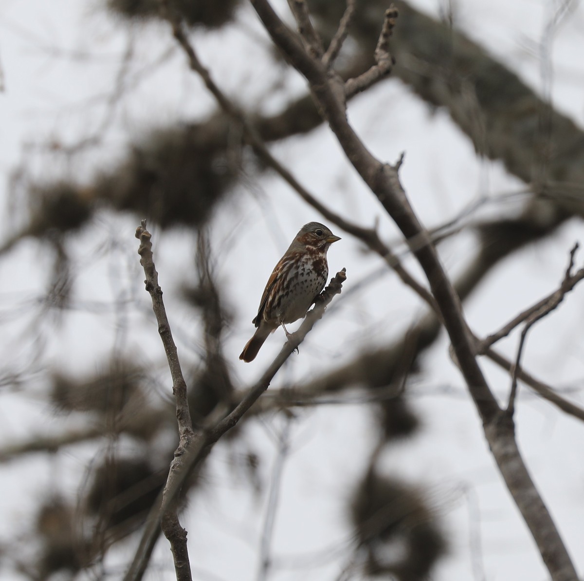 Fox Sparrow - ML650144202