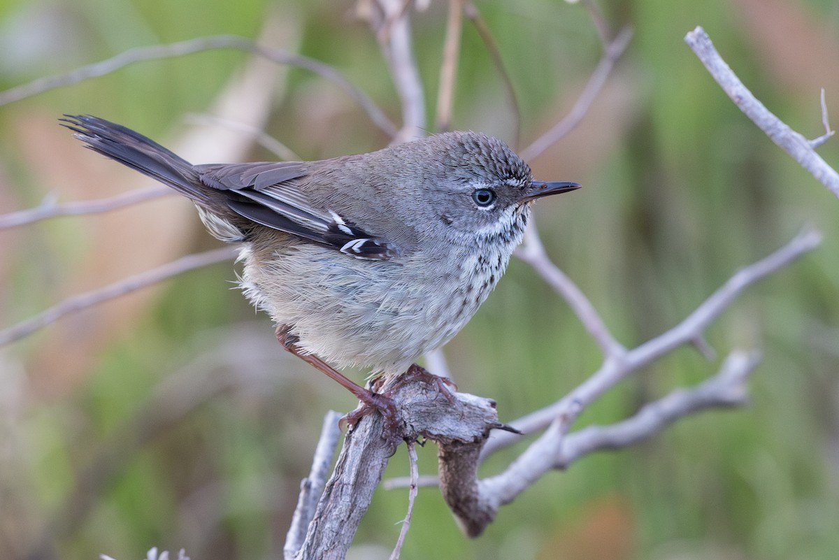 Spotted Scrubwren - ML650144270