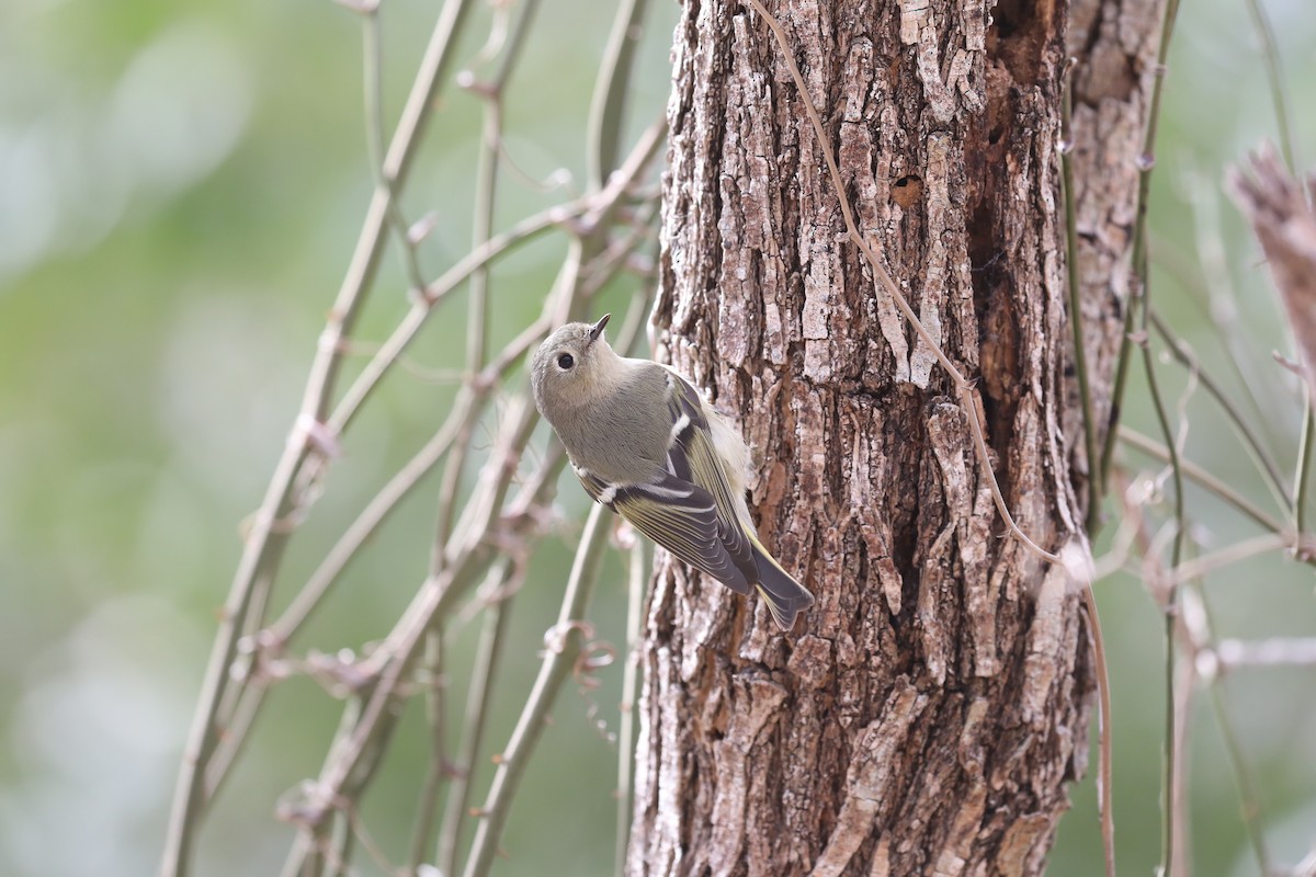 Ruby-crowned Kinglet - ML650144365