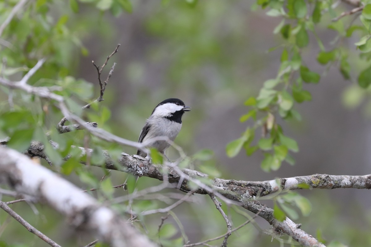 Carolina Chickadee - ML650144513