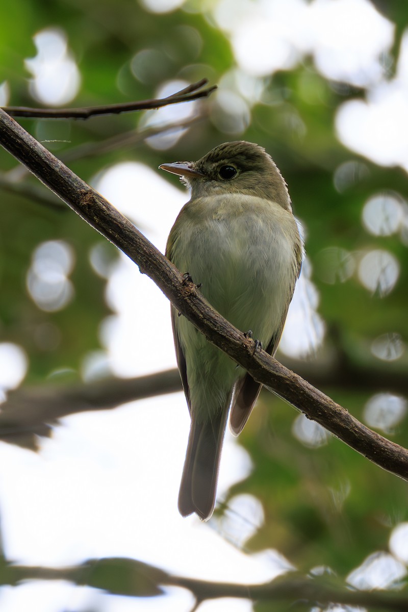 Acadian Flycatcher - ML650144528