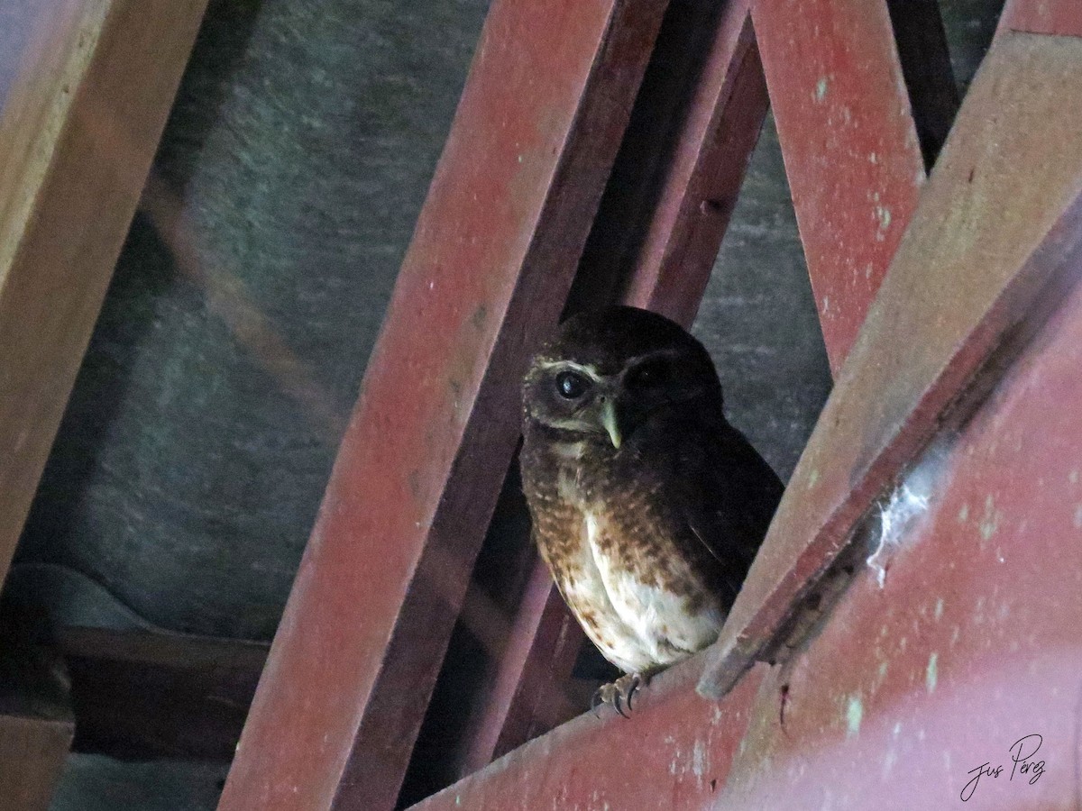 Ninoxe pointillée - ML650144614