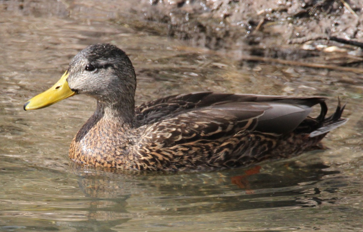 stokkand x mexicoand (hybrid) - ML650145975