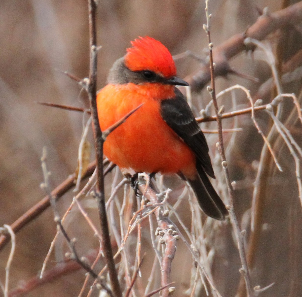 rubintyrann - ML650145981