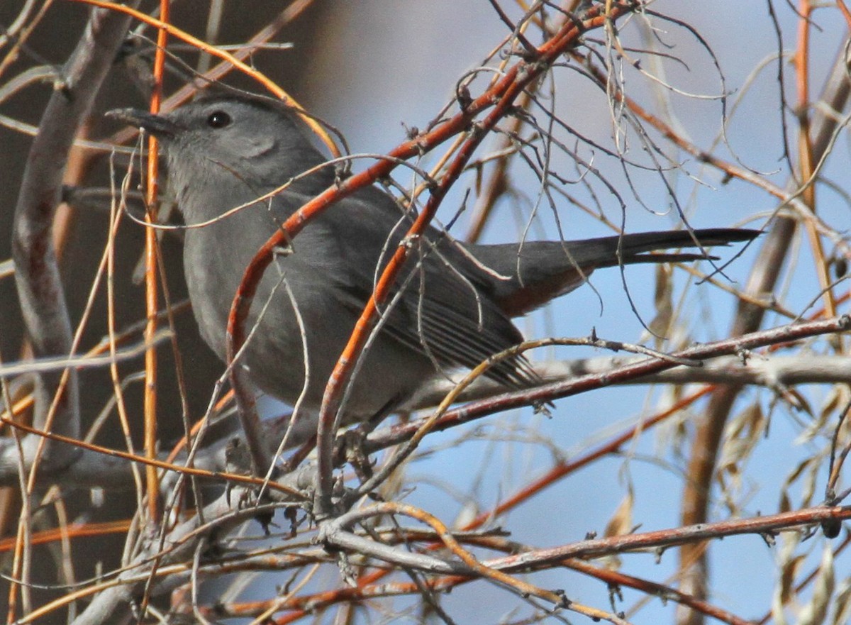 kattespottefugl - ML650145997