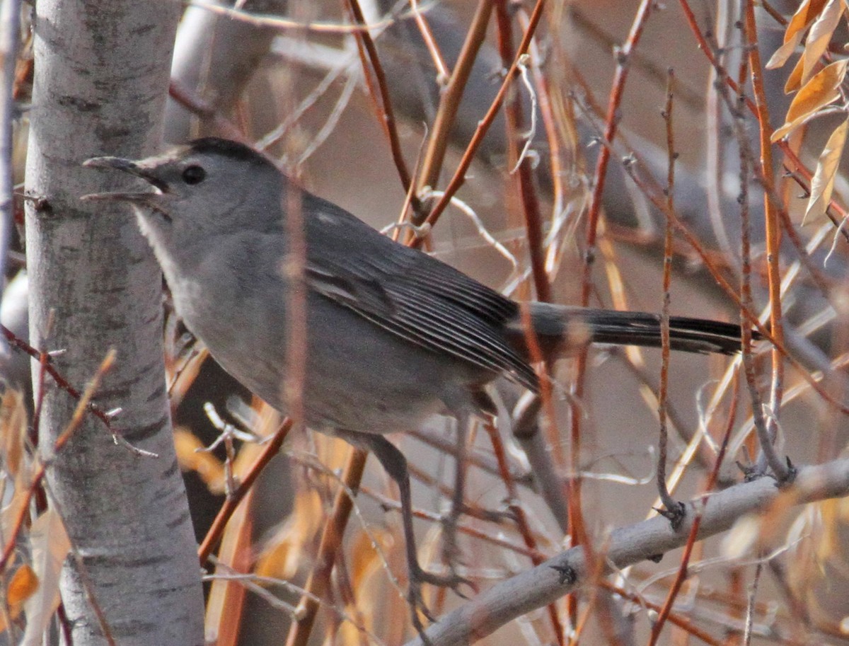 kattespottefugl - ML650146014