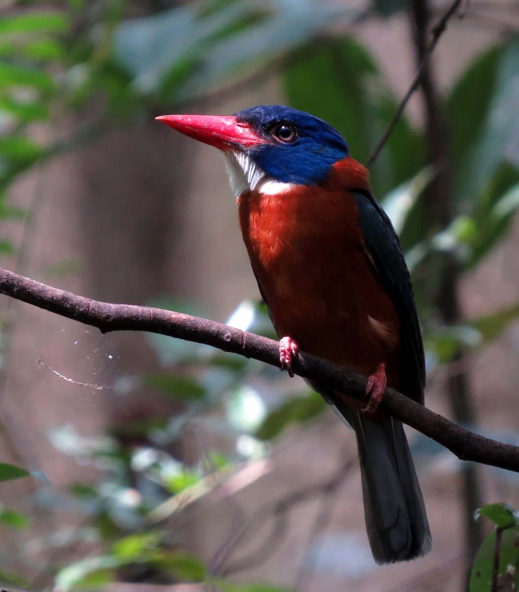 Martin-chasseur moine - ML650146320