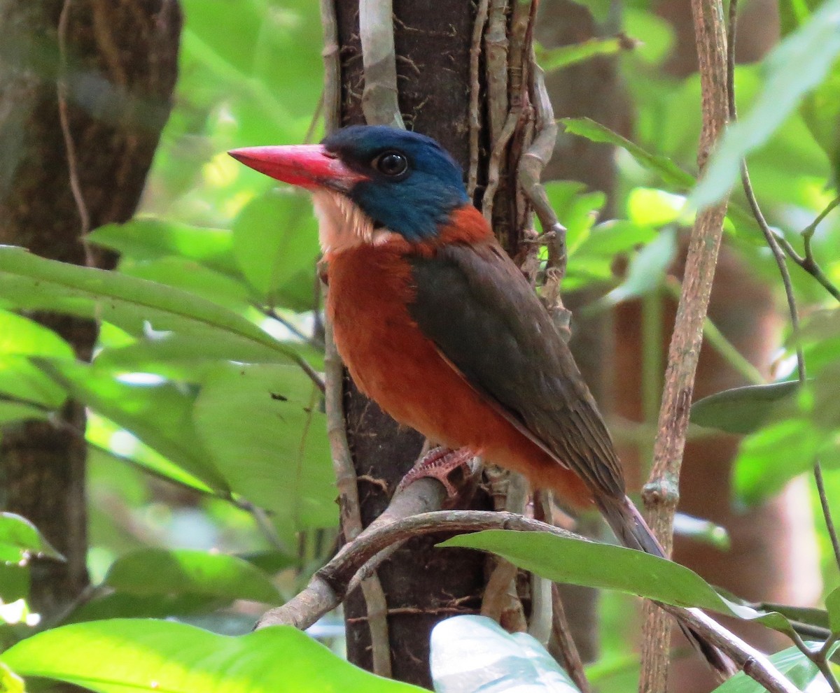 Martin-chasseur moine - ML650146321