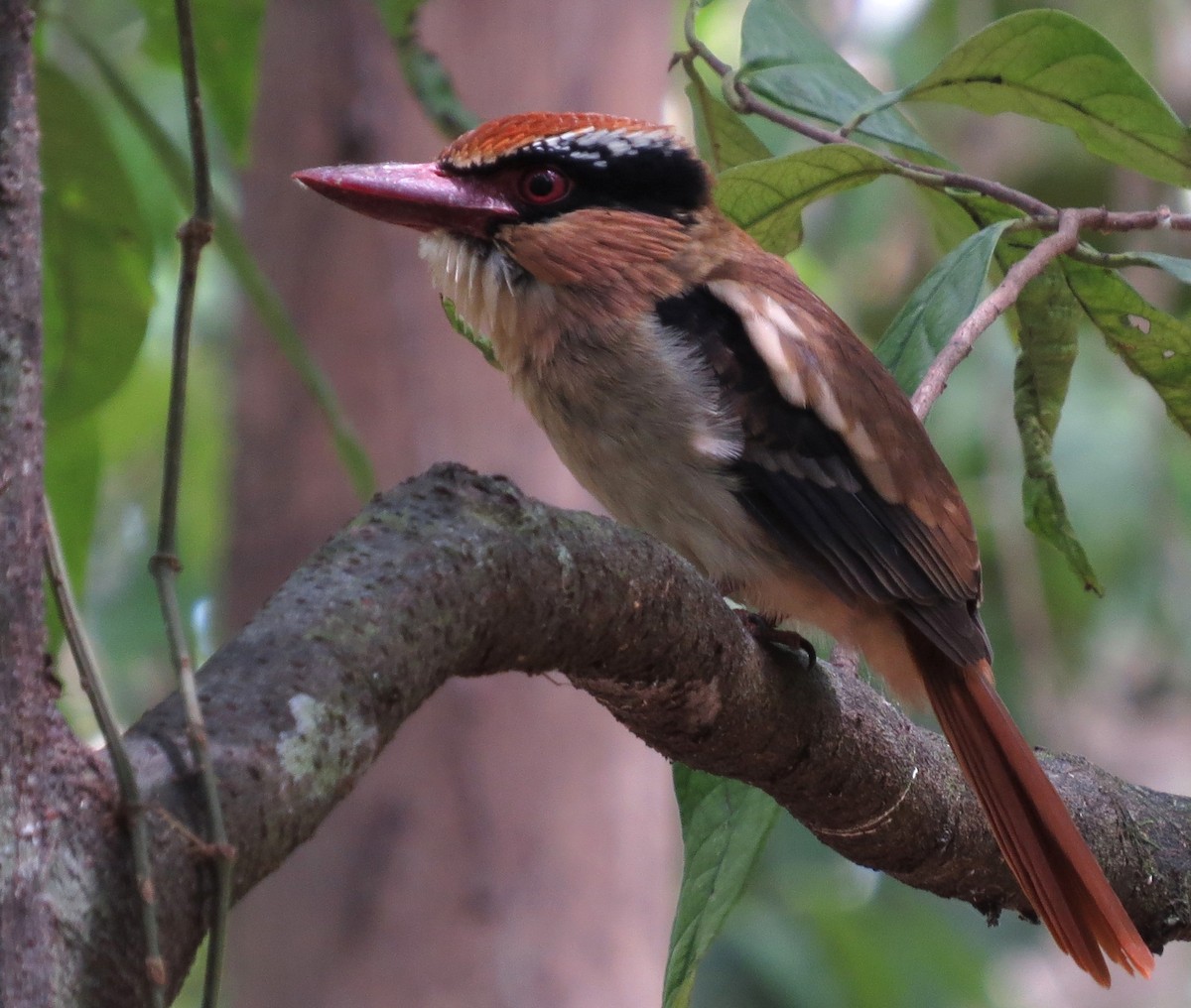 Martin-chasseur oreillard - ML650146384