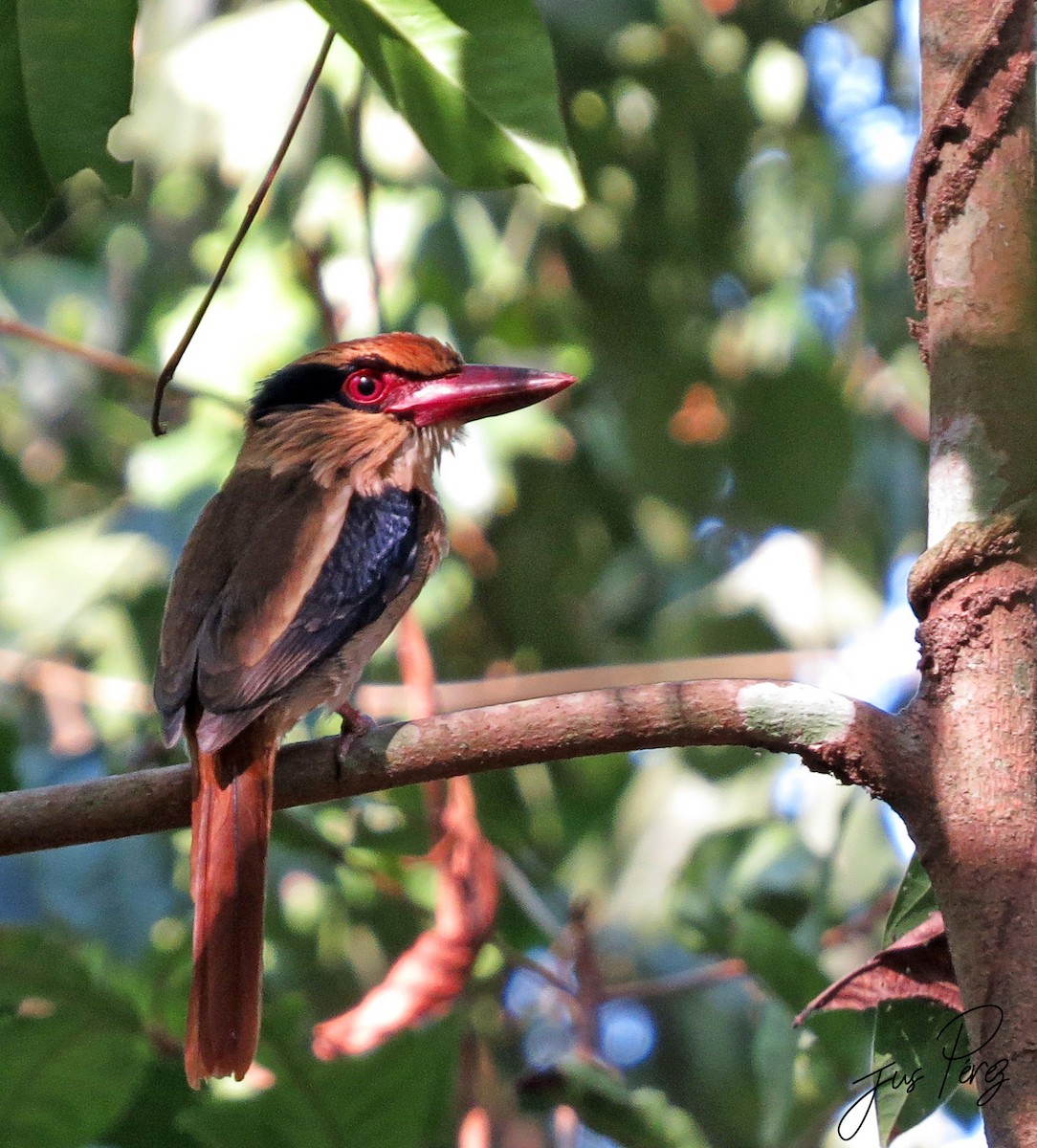 Martin-chasseur oreillard - ML650146385