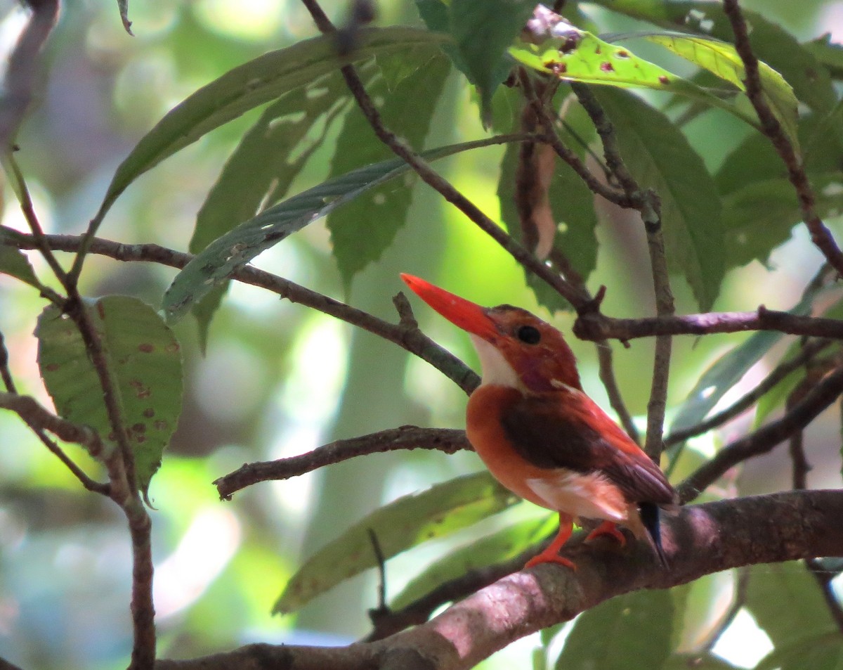 Martin-pêcheur multicolore - ML650146493