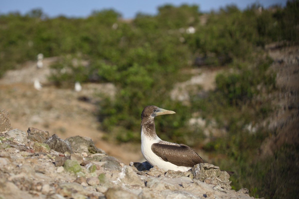 Maskeli Sümsük - ML650146586