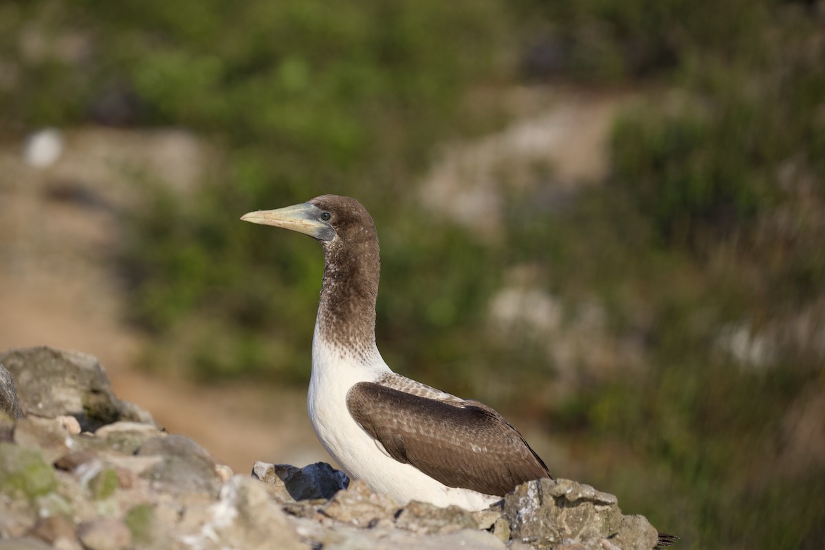 Maskeli Sümsük - ML650146587