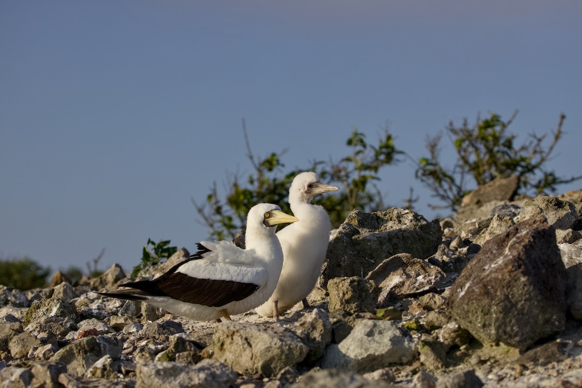 Maskeli Sümsük - ML650146588