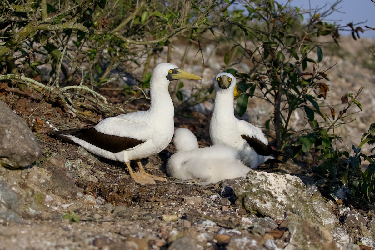 Maskeli Sümsük - ML650146614