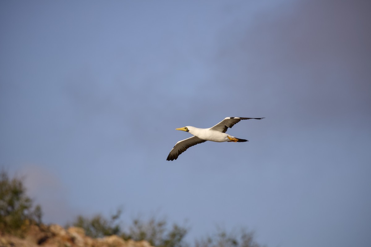 Maskeli Sümsük - ML650146640