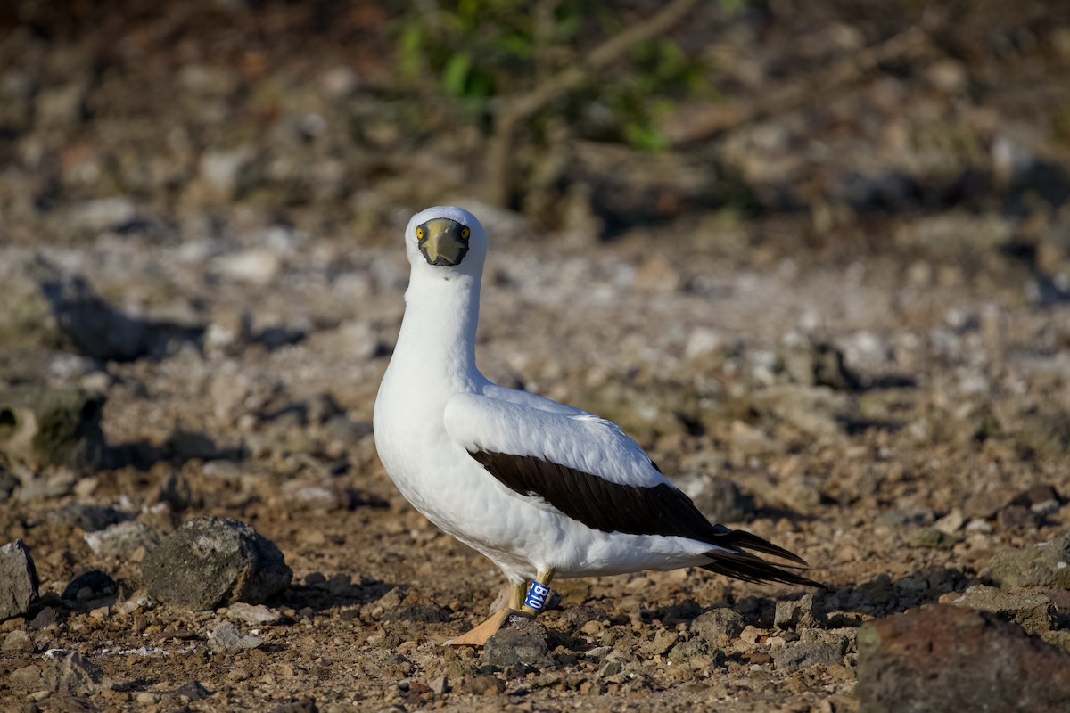 Maskeli Sümsük - ML650146665