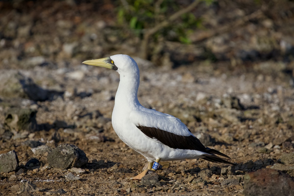 Maskeli Sümsük - ML650146666