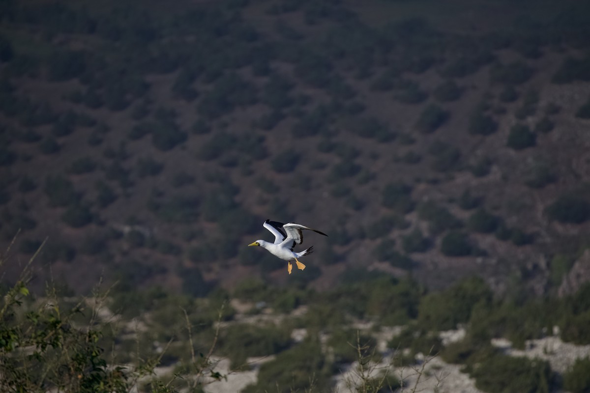 Maskeli Sümsük - ML650146684