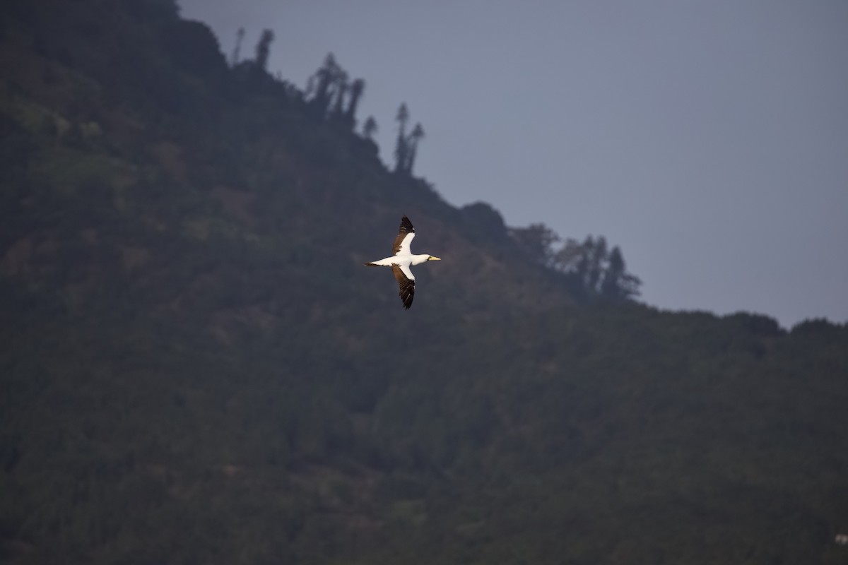 Maskeli Sümsük - ML650146685