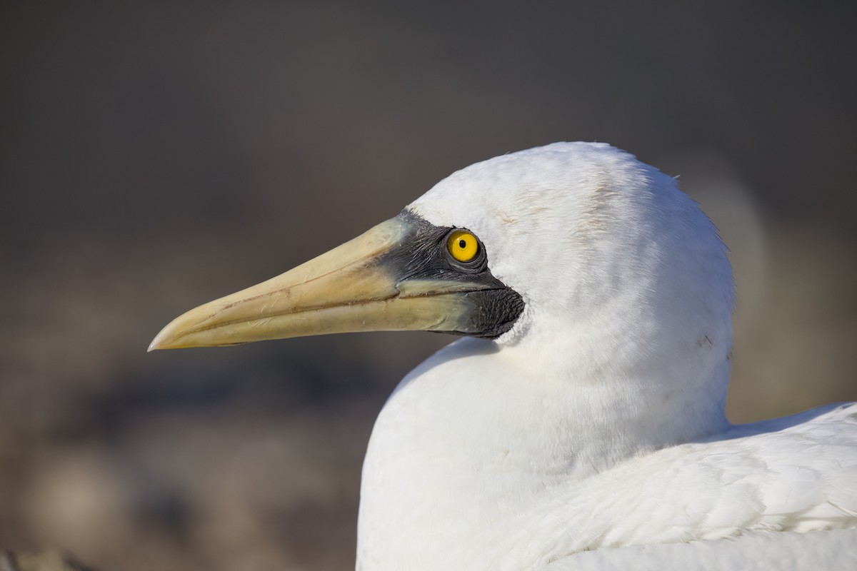 Maskeli Sümsük - ML650146686