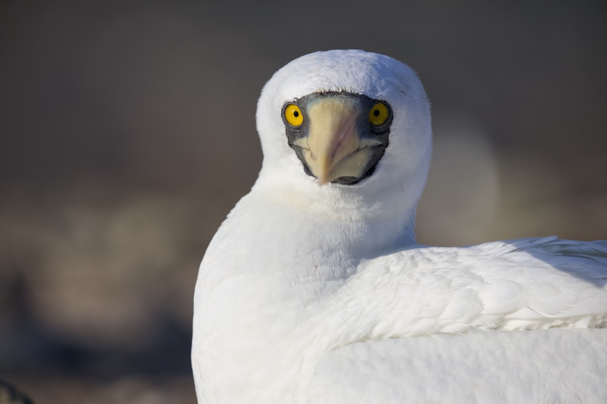 Maskeli Sümsük - ML650146687