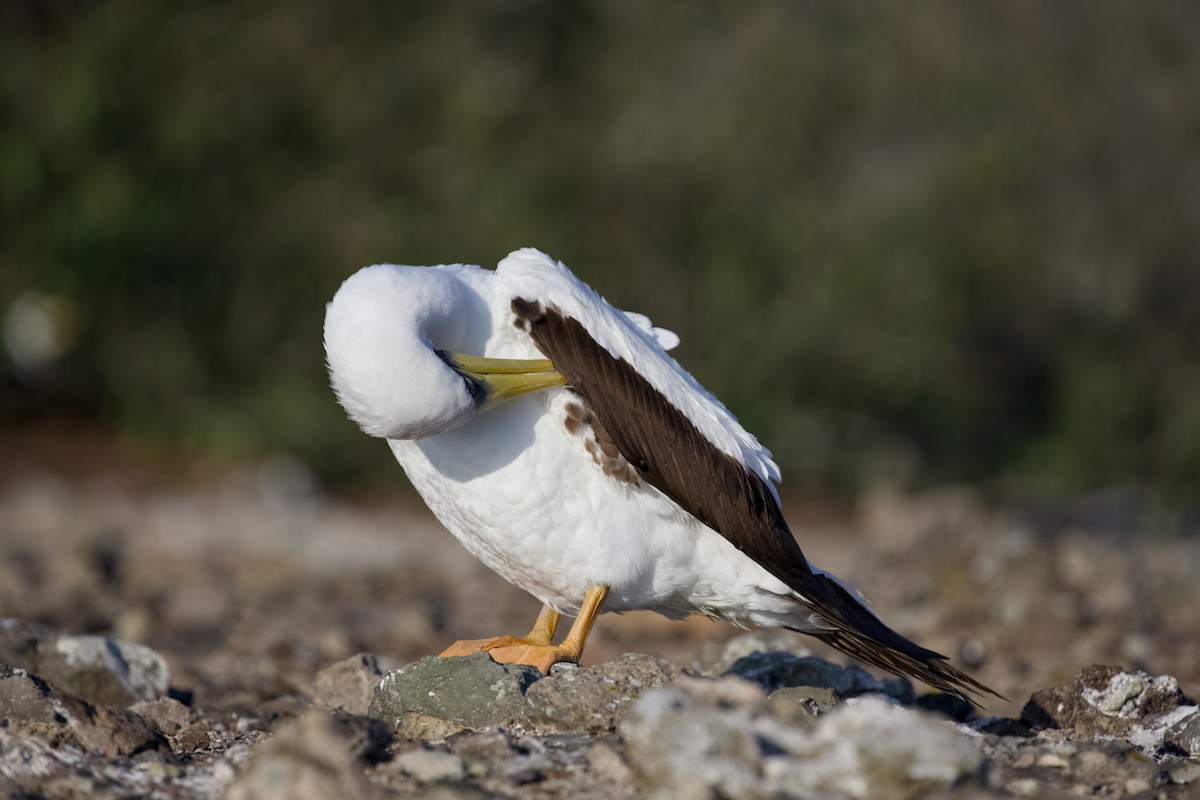 Maskeli Sümsük - ML650146688