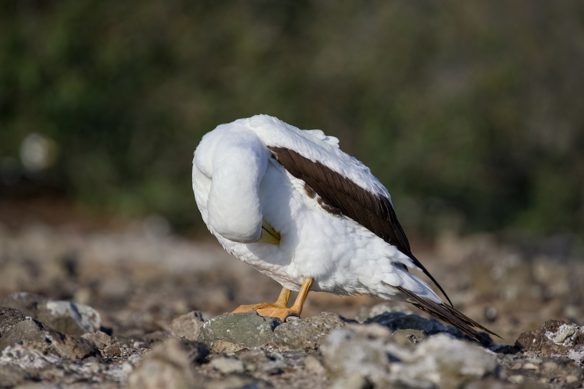 Maskeli Sümsük - ML650146689