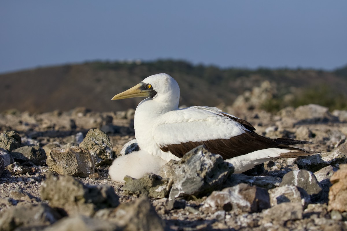 Maskeli Sümsük - ML650146690