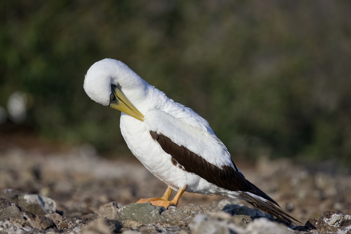 Maskeli Sümsük - ML650146691