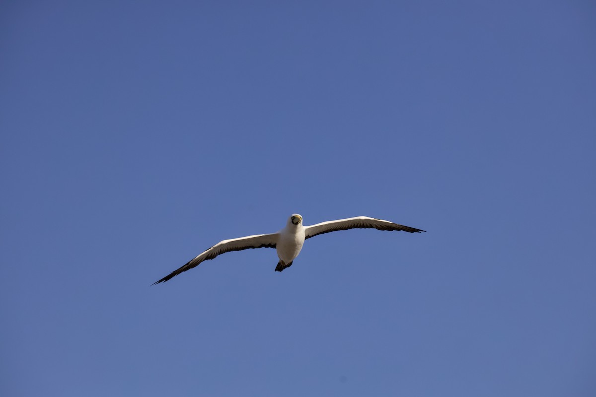 Maskeli Sümsük - ML650146718