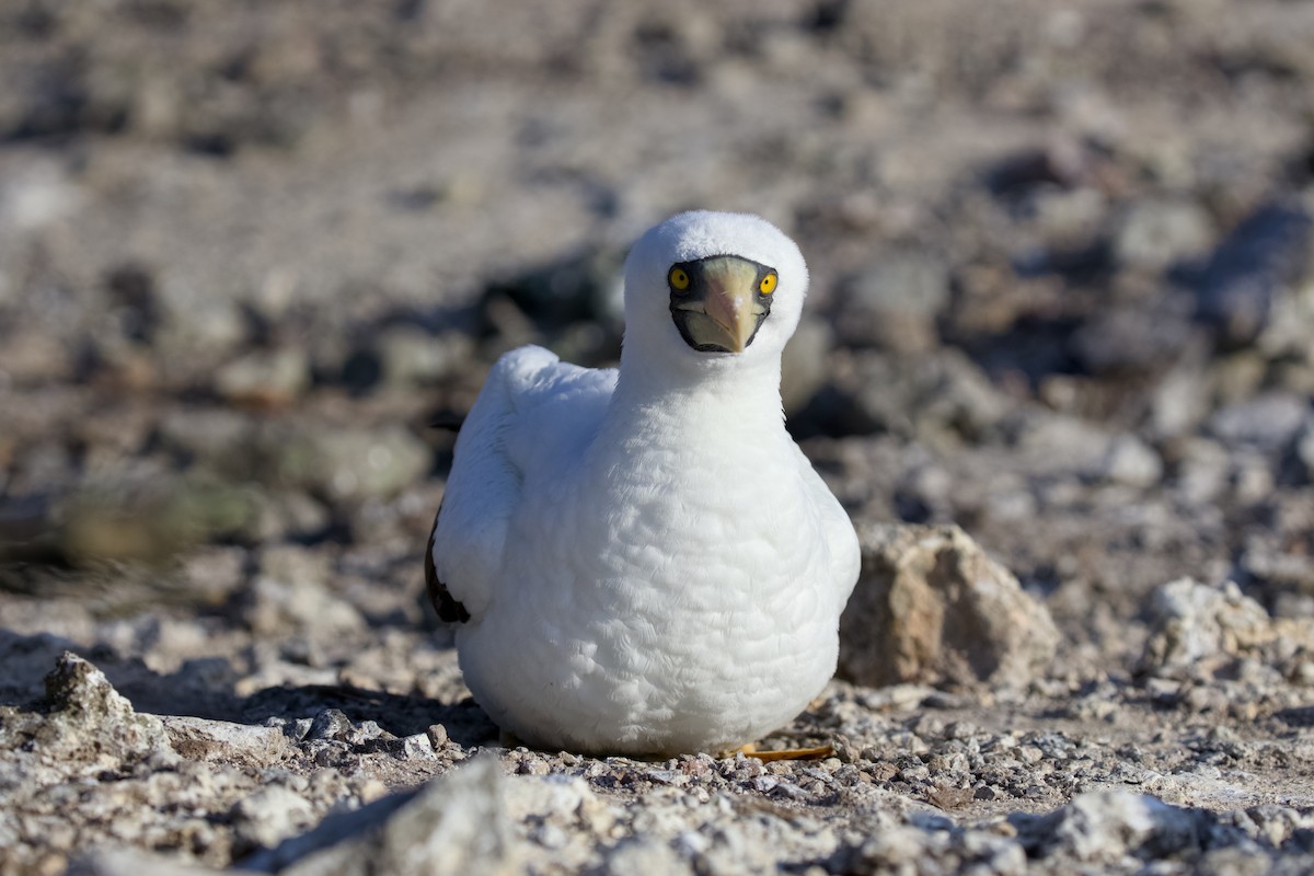 Maskeli Sümsük - ML650146719