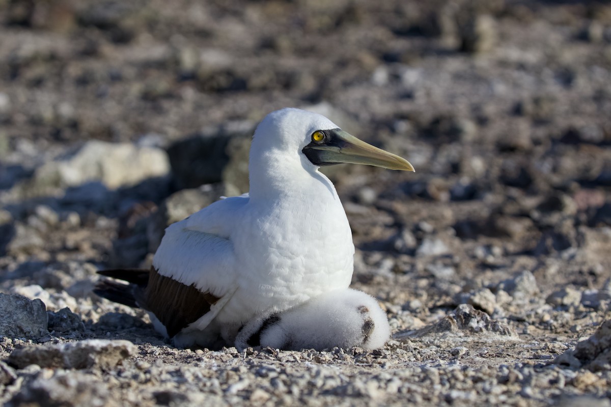 Maskeli Sümsük - ML650146720