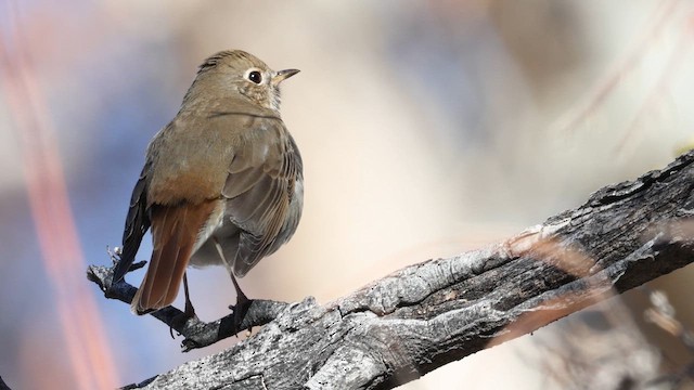 Дрозд-отшельник - ML650146739